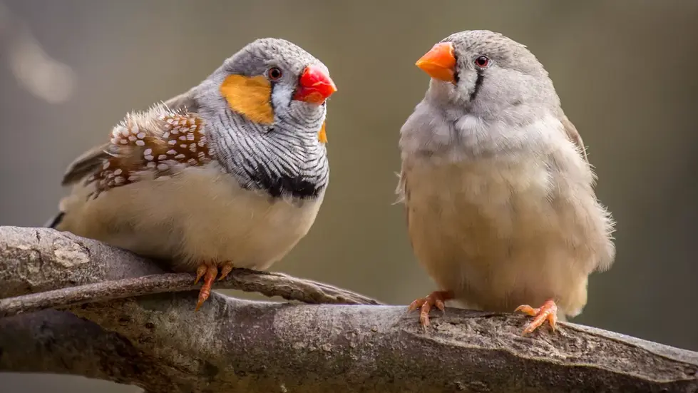 Diamant mandarin (Taeniopygia guttata)