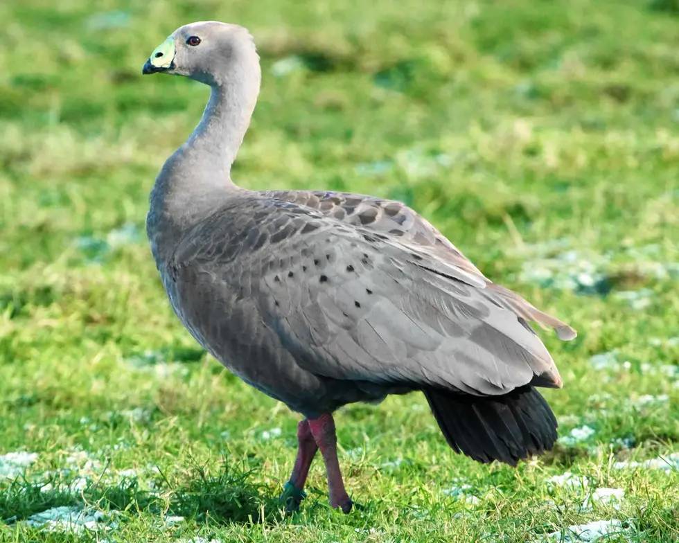 Oie de Céréopse (Cereopsis novaehollandiae)