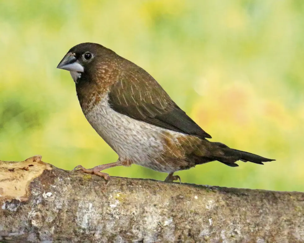 Moineau du Japon (Lonchura striata domestica)