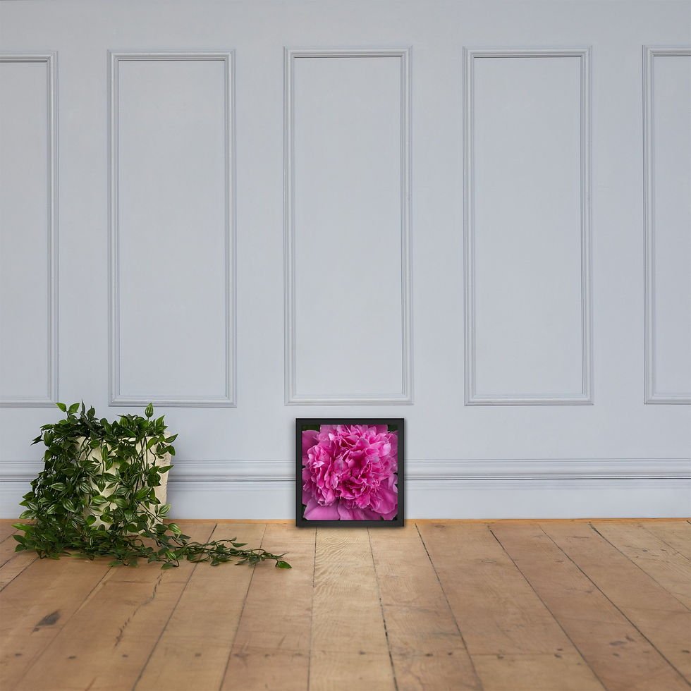Thumbnail: Pink Peony Framed Print