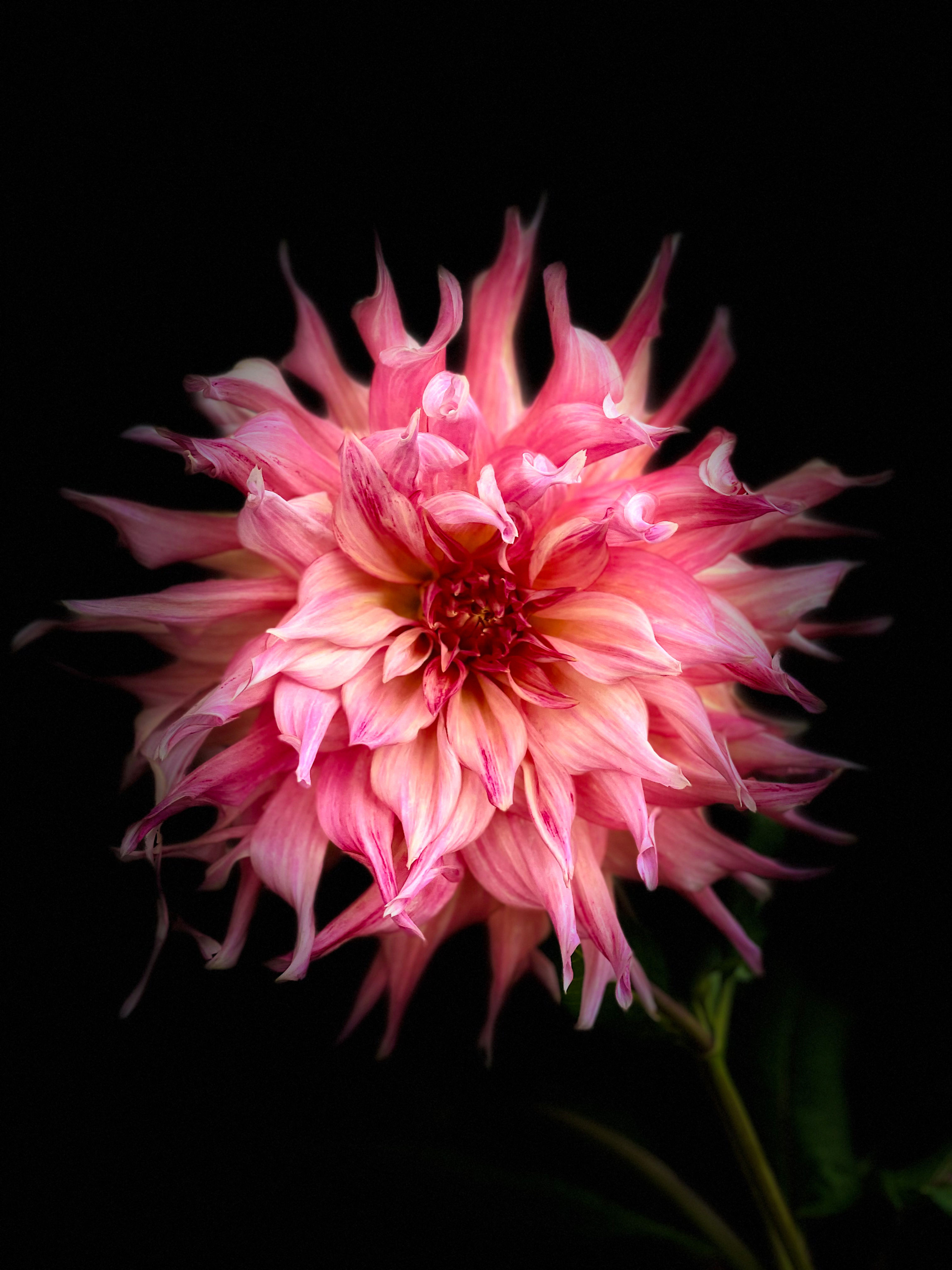 Pink Dalia Photo