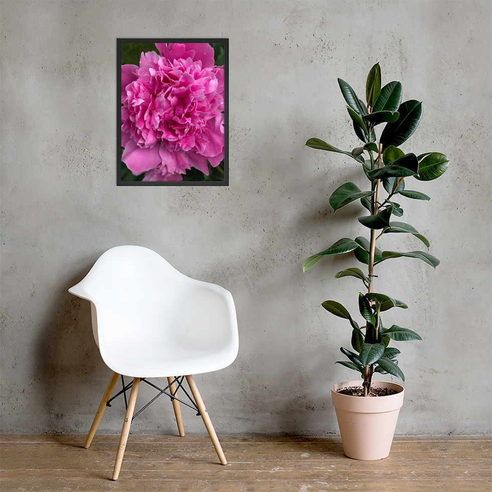 Thumbnail: Pink Peony Framed Print