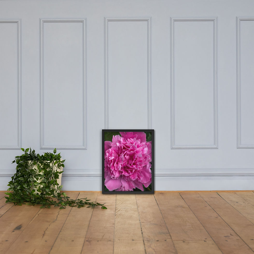 Thumbnail: Pink Peony Framed Print
