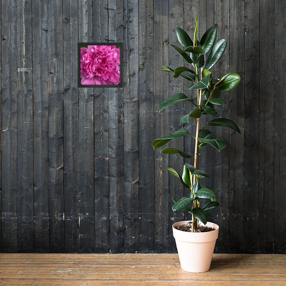 Thumbnail: Pink Peony Framed Print