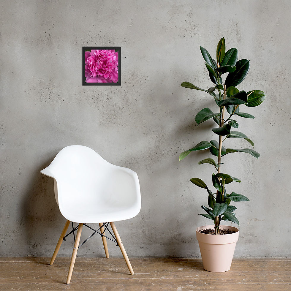 Thumbnail: Pink Peony Framed Print