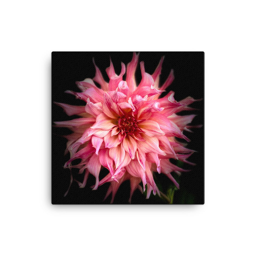 Thumbnail: Big Pink Flower on Cavas