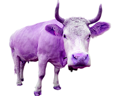 A%20purple%20cow_edited.png
