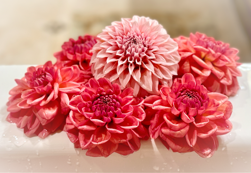 Spring Dahlia Tuber Care, I Have My Tubers, Now What?  