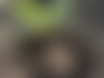 It's Dahlia Planting Time!