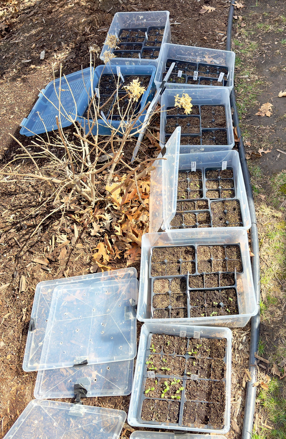 Winter Sowed Seeds in early April