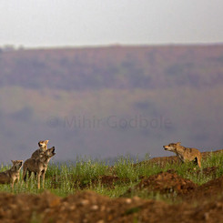 Indian Wolf Howling Survey