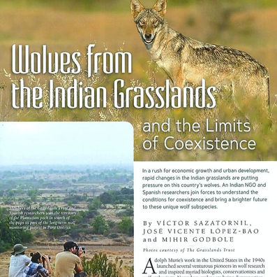 Cover image of the article published in the International wolf magazine about wolves from the Indian grasslands and the limits of coexistence by VICTOR SAZATORNIL, JOSE VICENTE LÓPEZ-BAO and MIHIR GODBOLE 