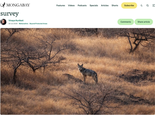 As part of an article about a study done in Kiraksal village of Satara district in the state of Maharashtra in India, Mihir Godbole, founder and president of The Grasslands Trust, shares inputs about how leopards dominate as vegetation increases, and Indian Grey Wolves avoid densely vegetated habitats like sugarcane cultivations and tree plantations. He also adds his perspective on why herbivores are important for maintaining a healthier grassland ecosystem.