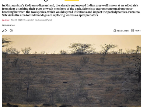 The Hindu - Who let the dogs out?