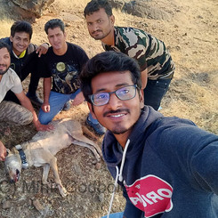 Indian Wolf Radio Collaring