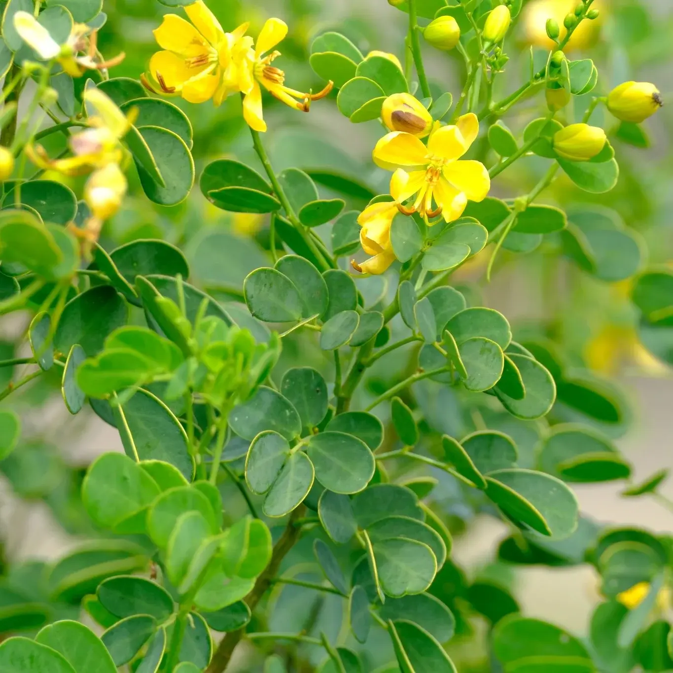 Canudo de Pito (Senna bicapsularis)