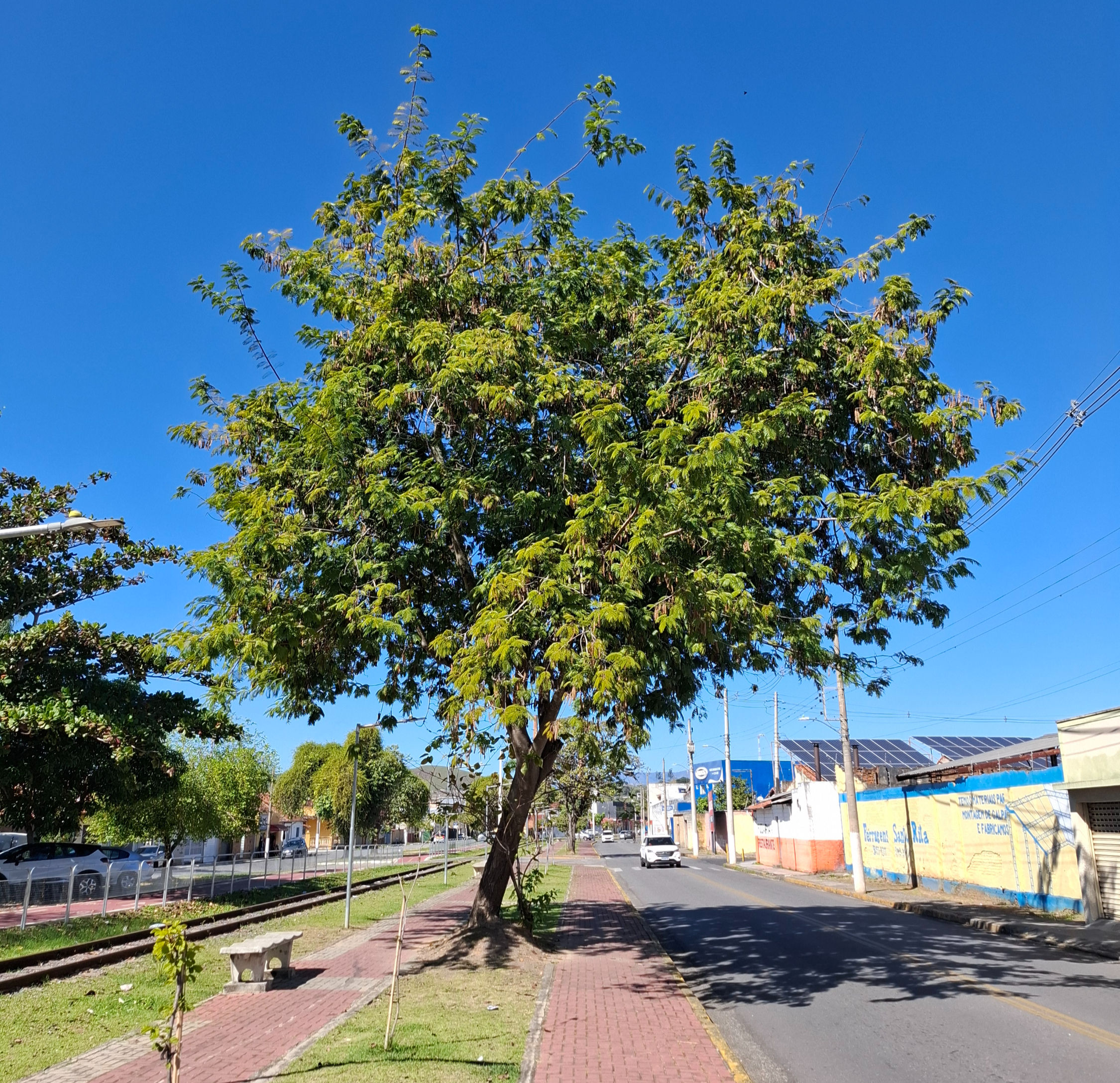 Angico vermelho (Anadenanthera peregrina)