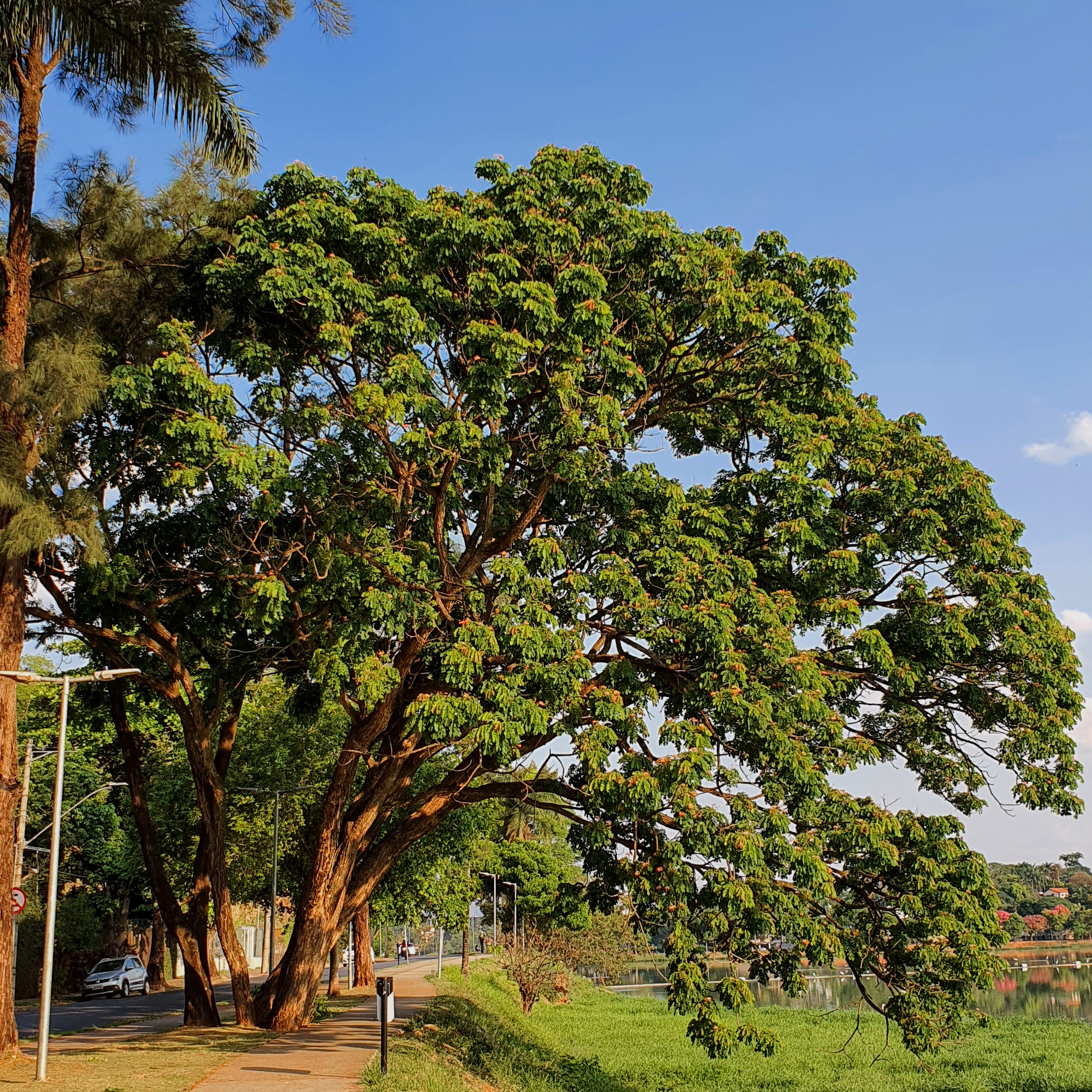 Sete cascas (Samanea tubulosa)