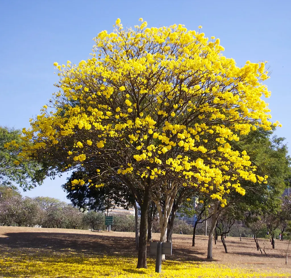 Ipê amarelo liso