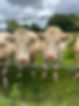 cows up close.JPG