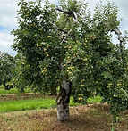 apple_tree_resized (1).jpg