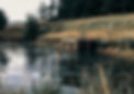 wild-swimming-landscape.jpeg