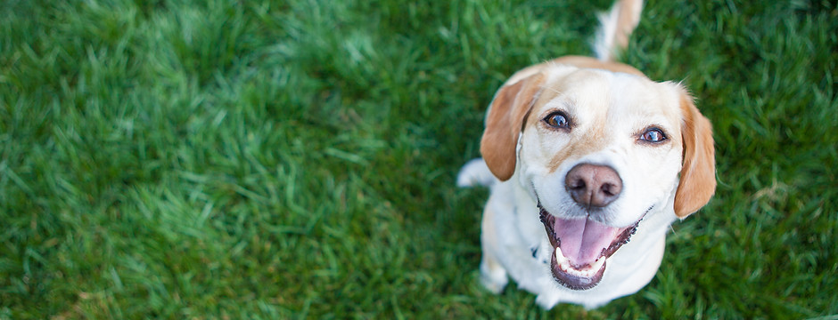Dog playing outside smiles.jpg