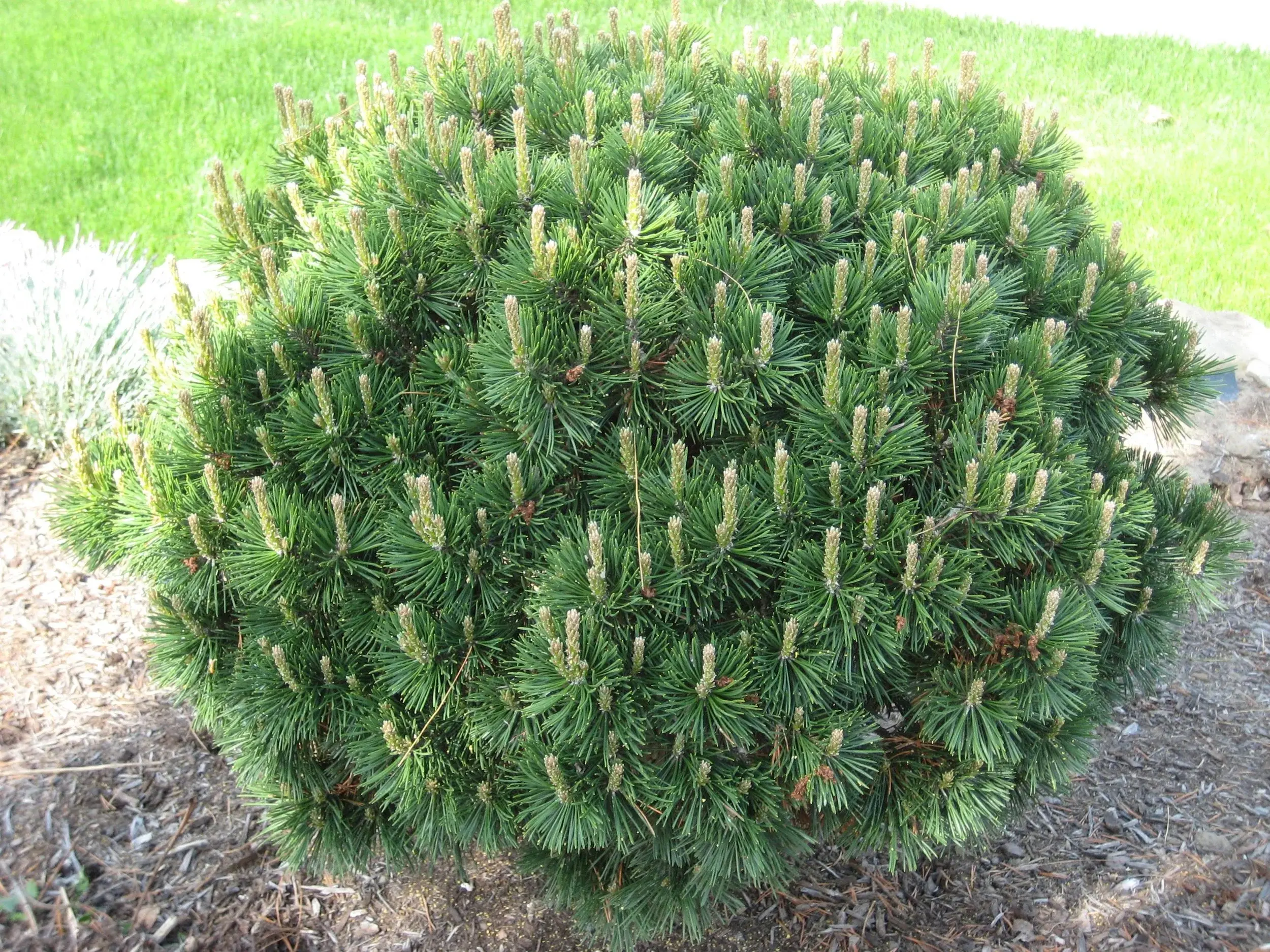 Pine (Mugo)