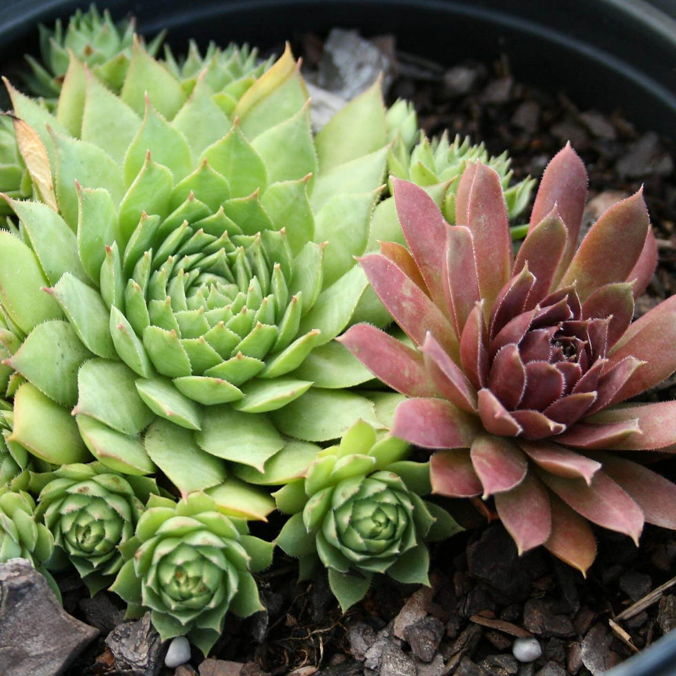 Hen And Chicks (Mix)