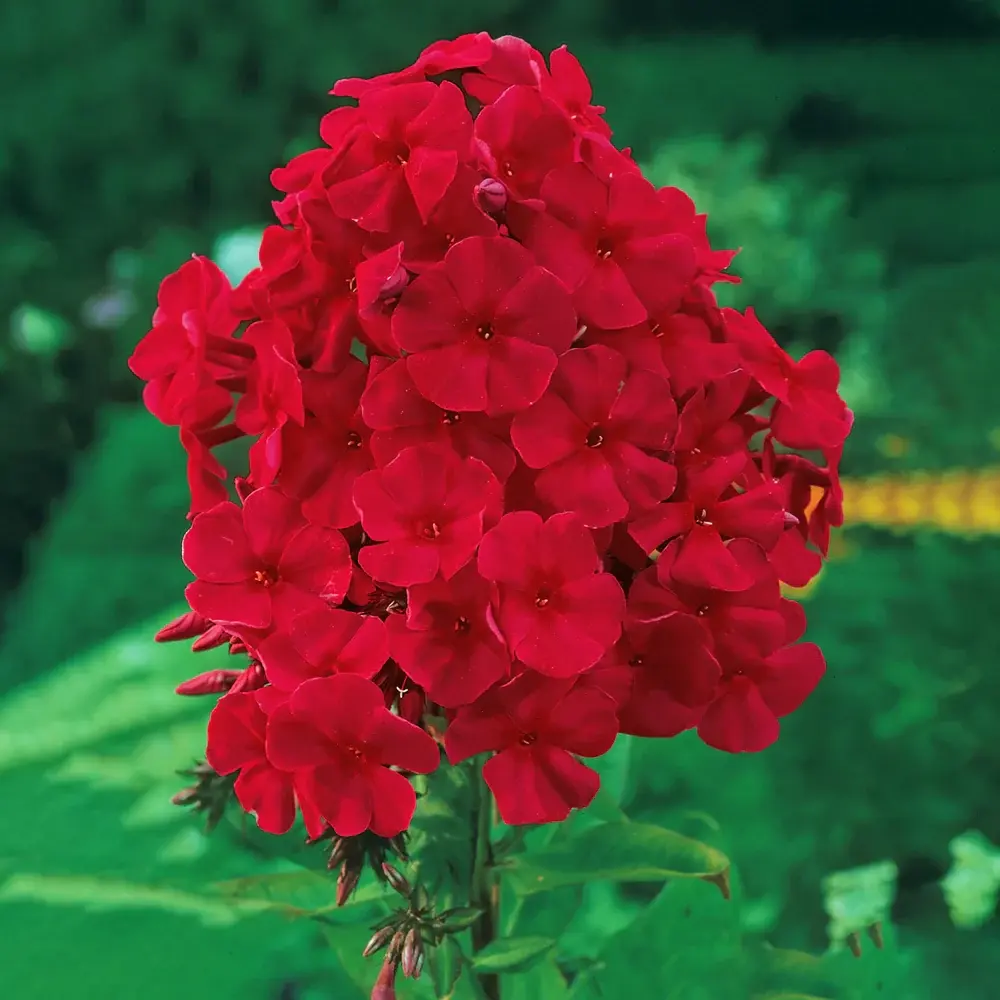 Phlox (Red Riding Hood)