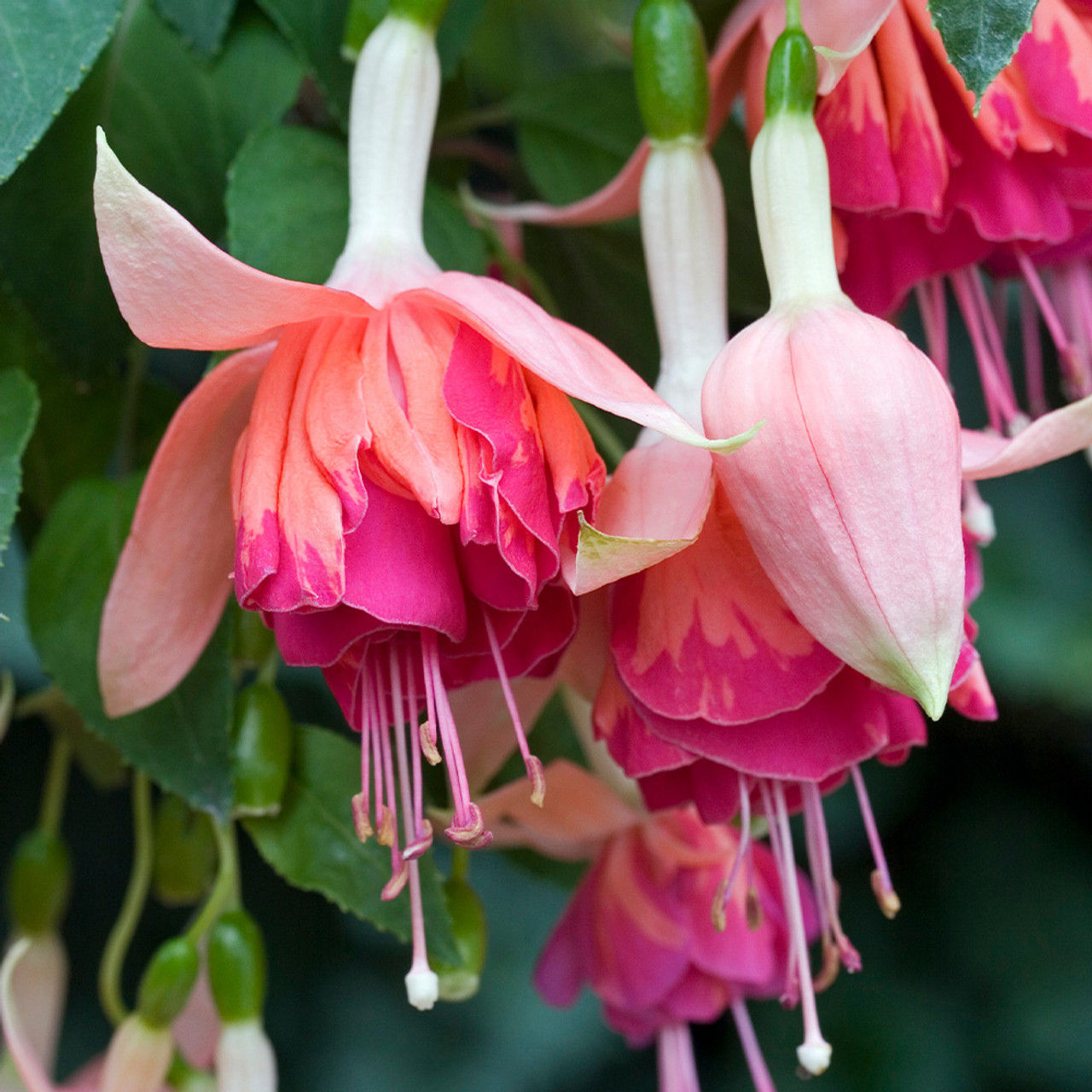 Fuchsia (Orange King)