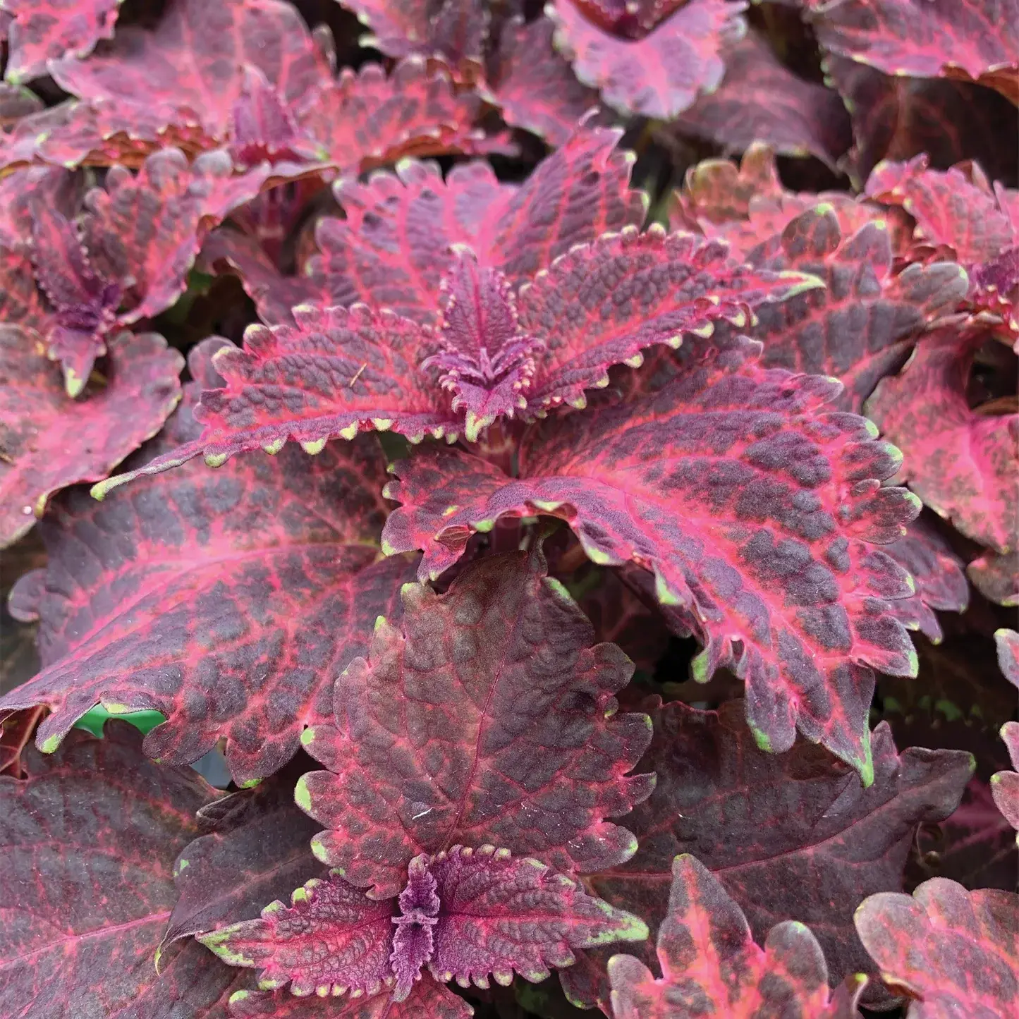 Coleus (Red Ruffles)