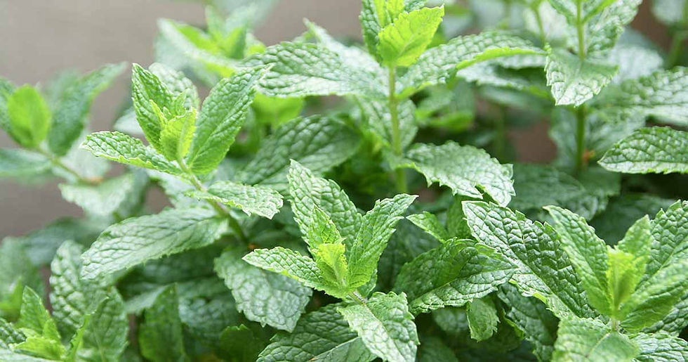 Mint (Spearmint)