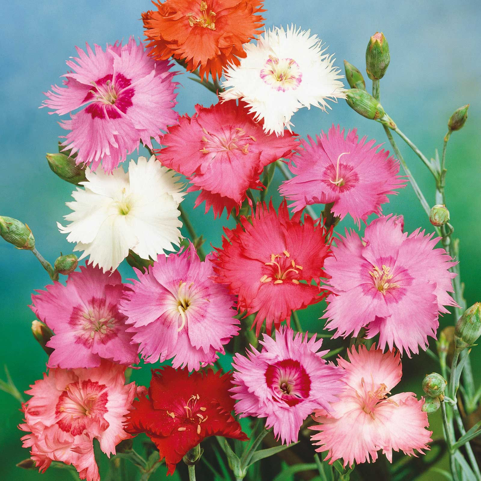 Dianthus (Spring Beauty)