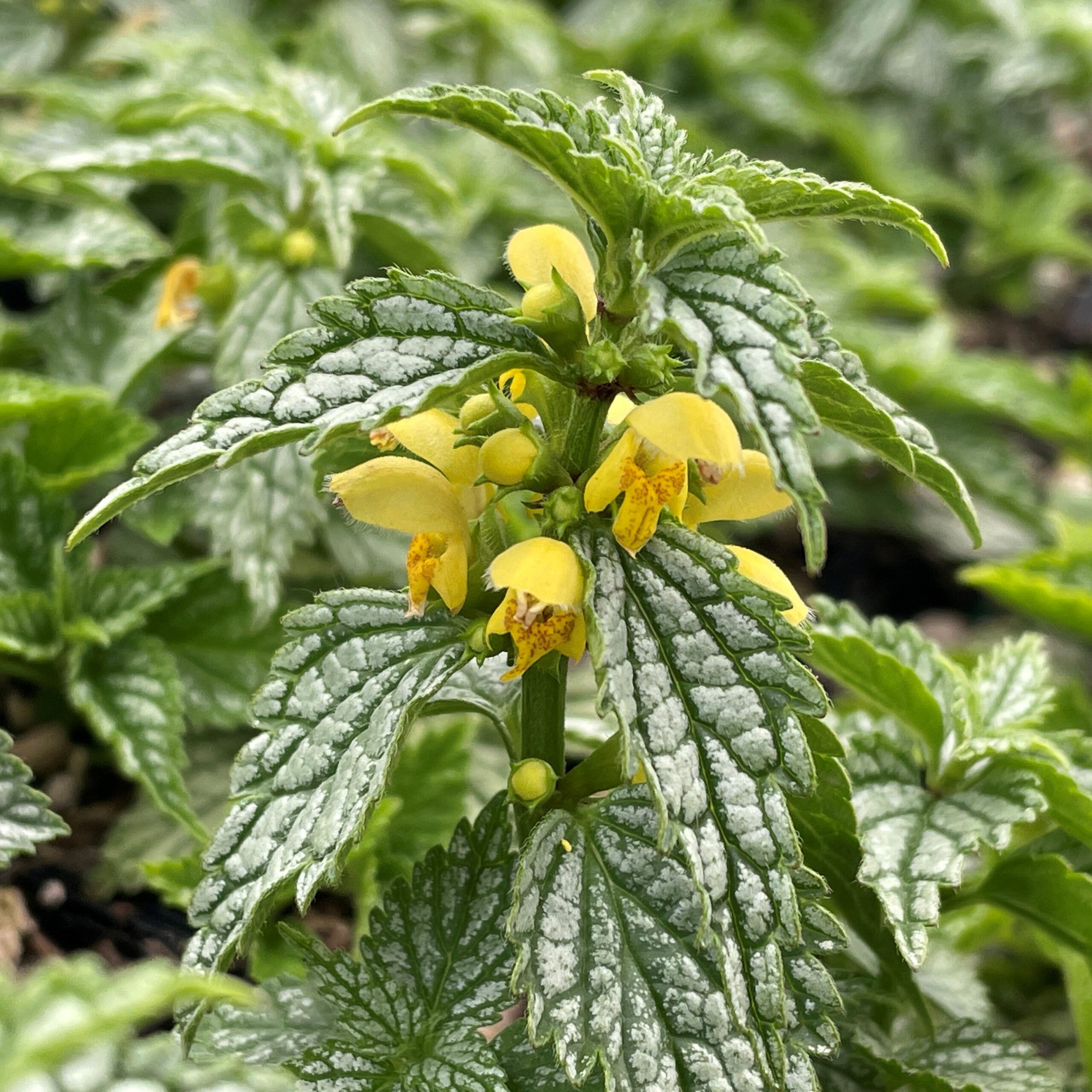 Yellow Archangel (Herman's Pride Variegated)