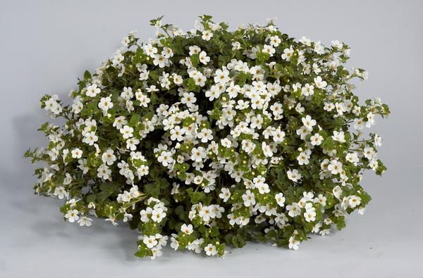 Bacopa (Scopia Gulliver White)