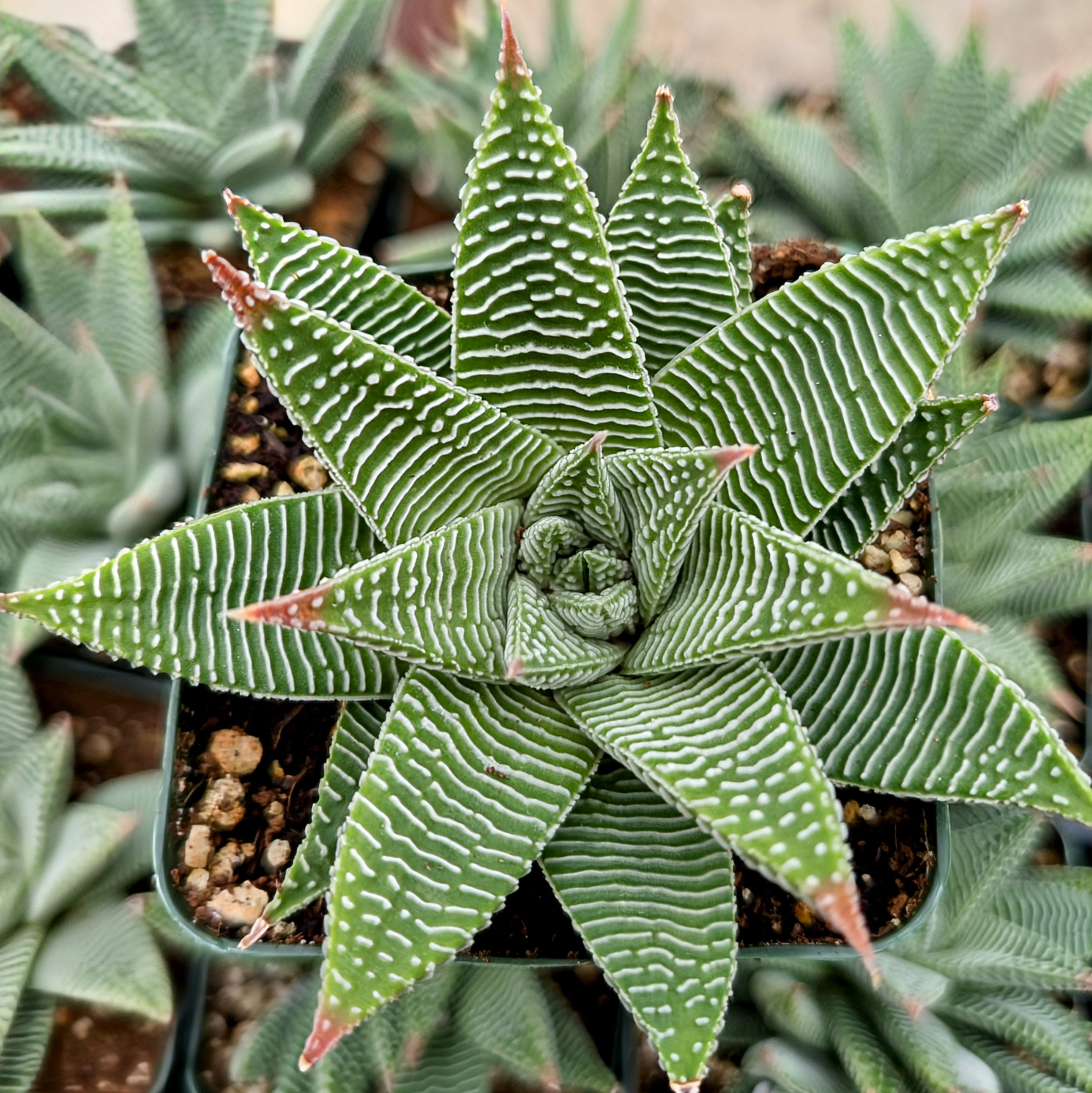 Haworthia (Limifolia)