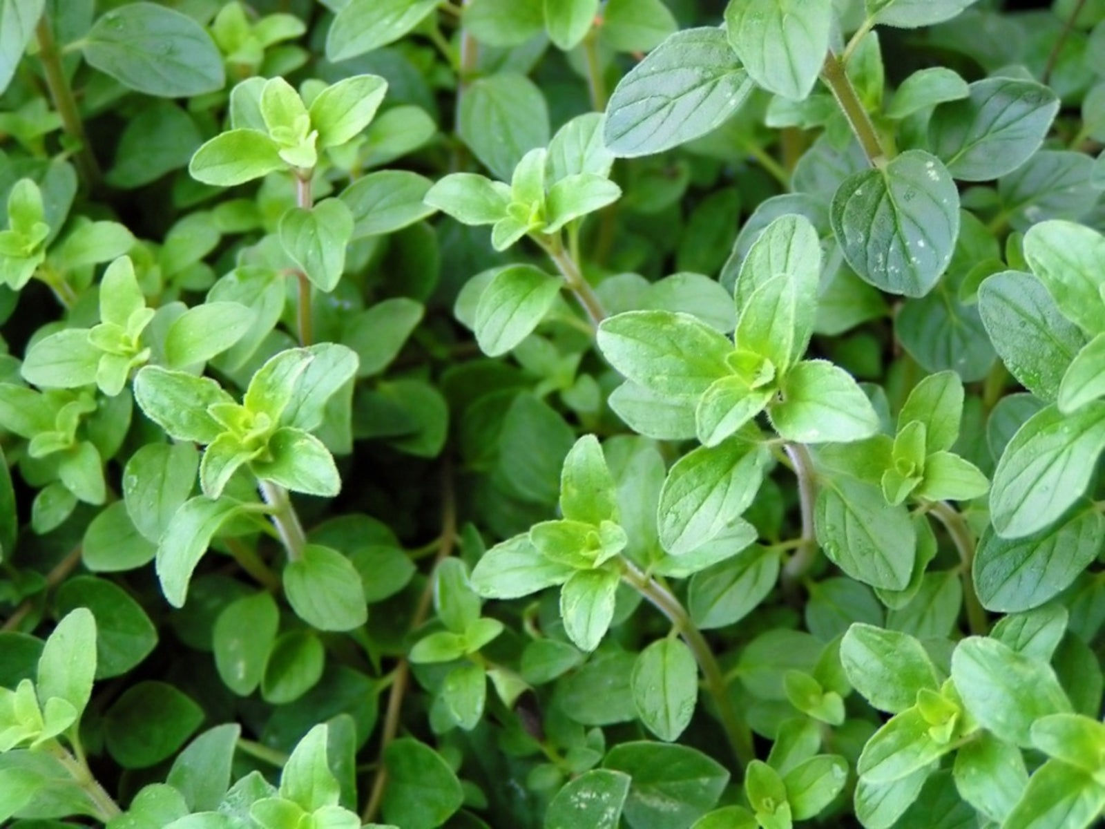 Oregano (Greek)