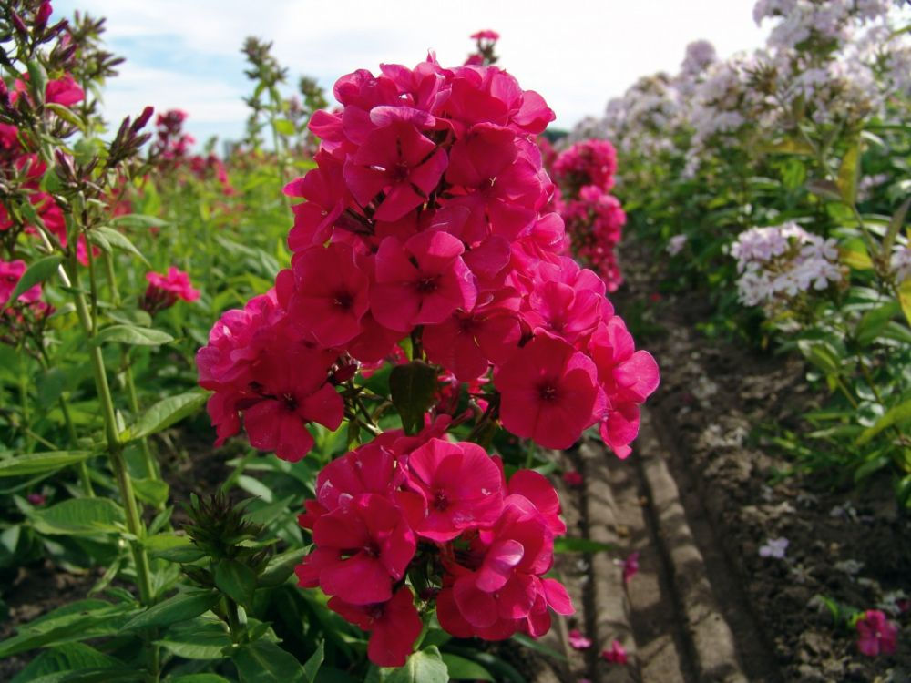 Phlox (Grenadines Dream)