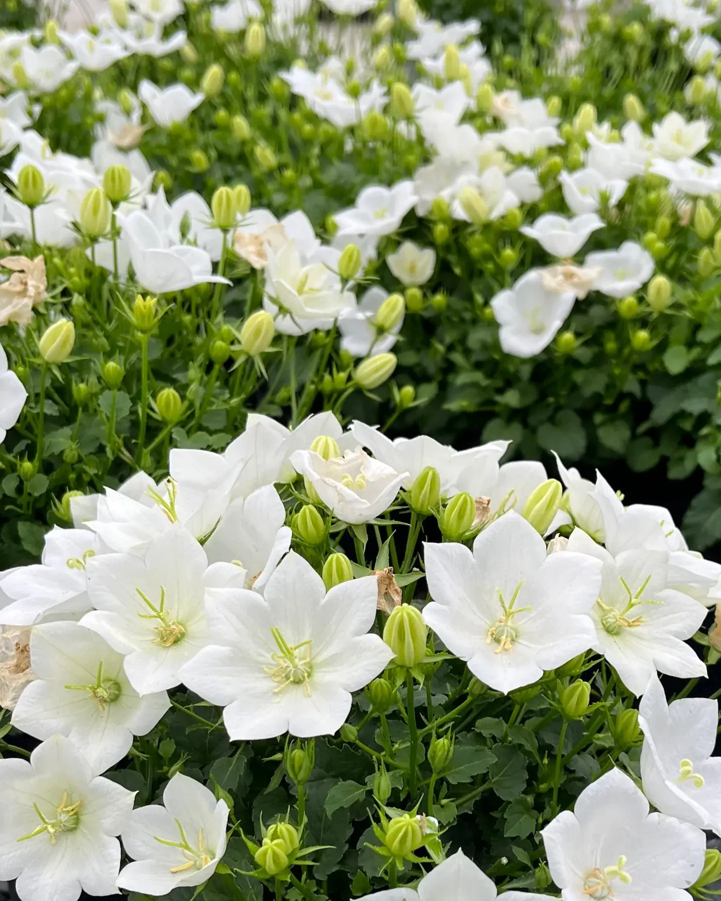 Bellflower (Carpatica Rapido White)