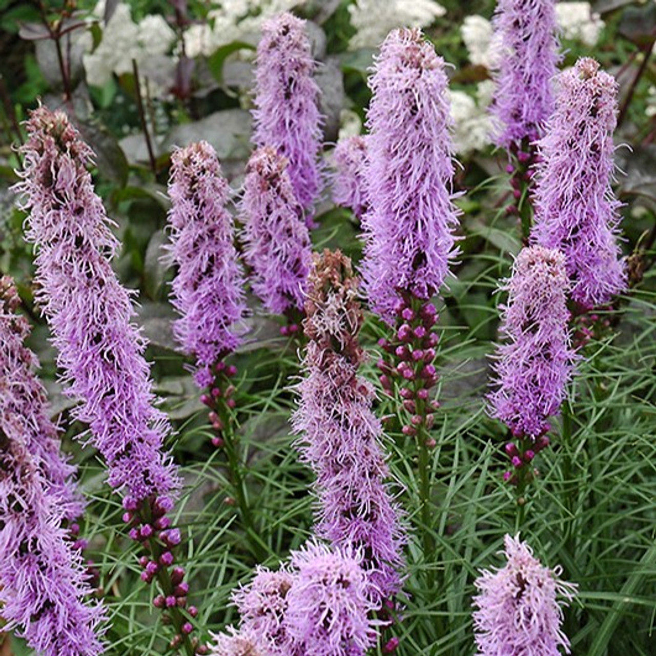 Blazing stars (Spicata Kobold Blue)