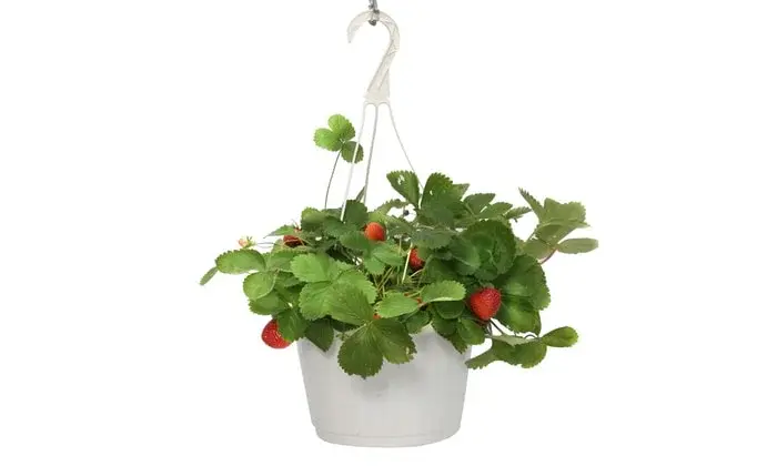 Strawberry Hanging Basket (Everbearing)