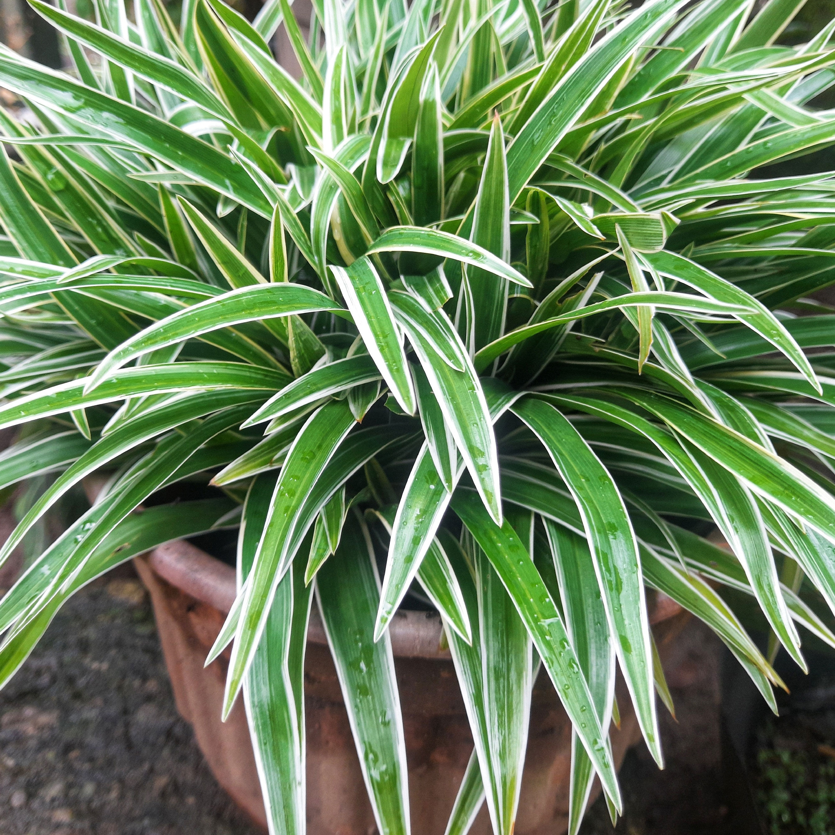 Spider Plant