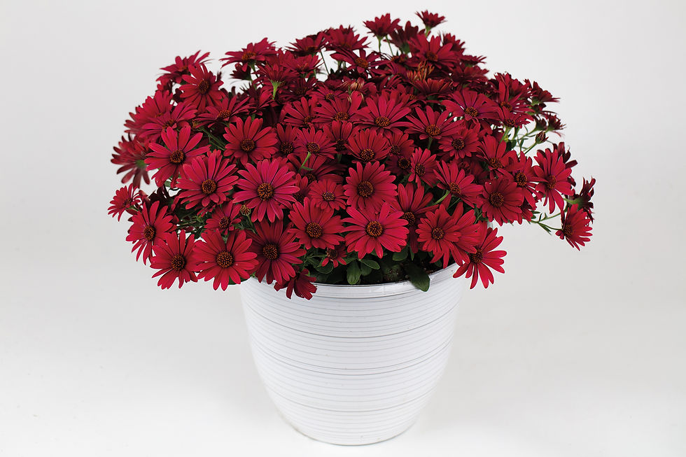 Osteospermum (Cranberry)