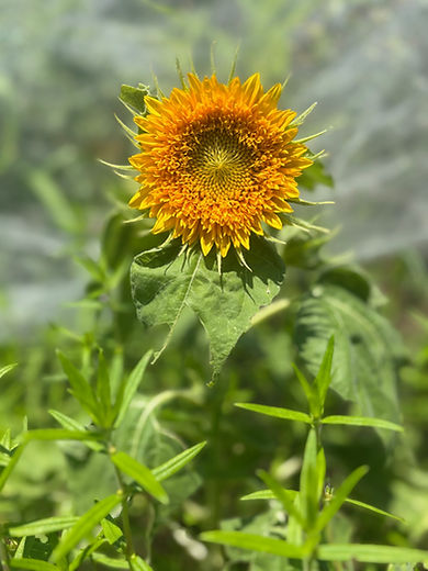 sunflower.jpg