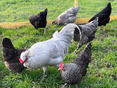 Poules au jardin et législation : que dit la loi ?