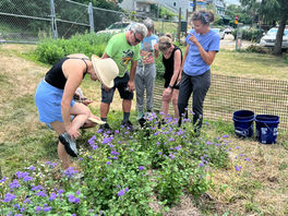 A festival of flowers in the community garden | The Homepage