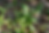 Slender green leaves grow up over forest floor leaf litter under dappled sunlight. 
