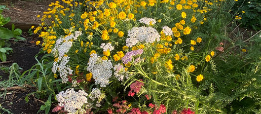 Lifelong learning in community gardens | The Homepage