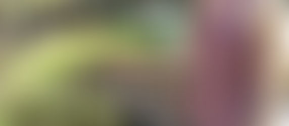 Hazelwood nursery brings native plants to modern gardens | The Homepage